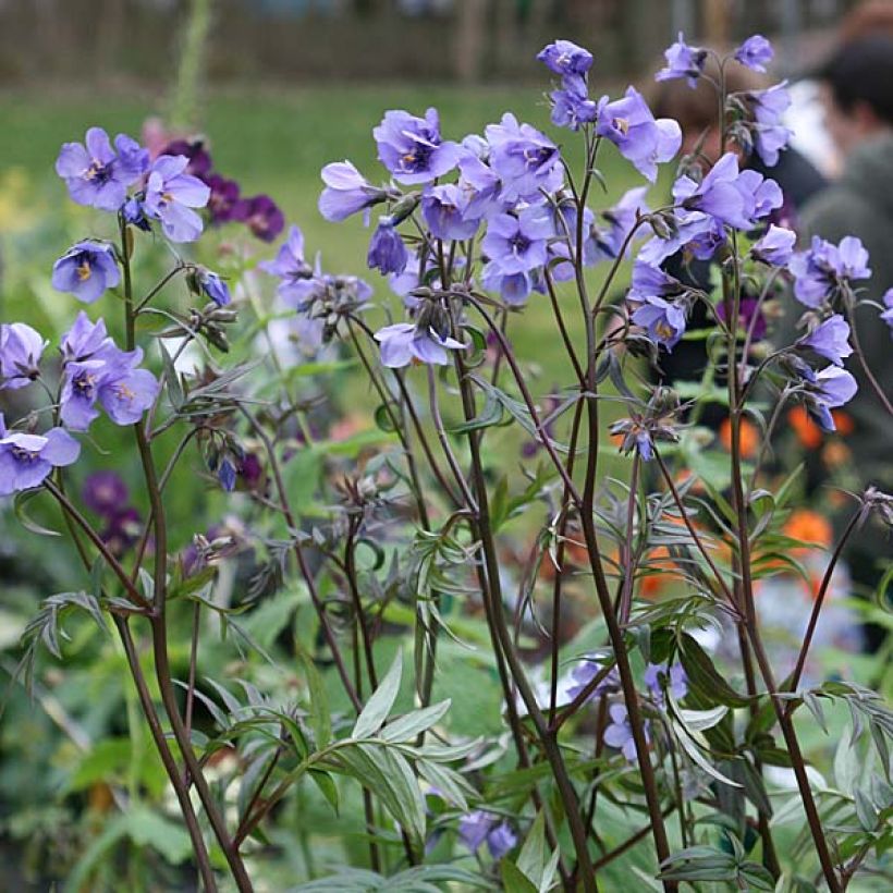 Polemonium Bressingham Purple (Hábito)