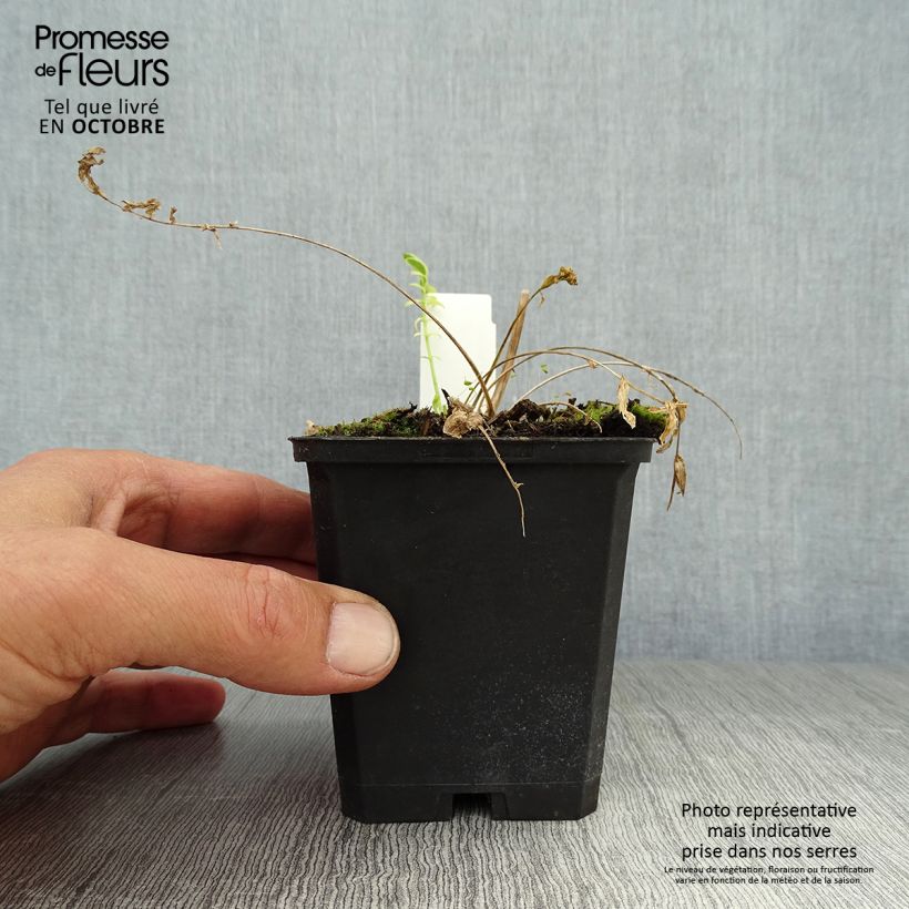 Amostra de Polemonium caeruleum Brise d'Anjou Vaso de 8/9 cm tal como entregue no outono
