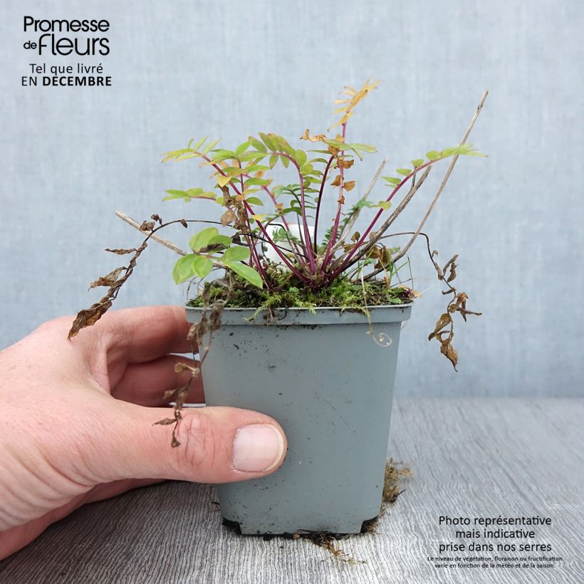 Amostra de Polemonium caeruleum Lambrook Mauve Vaso de 8/9 cm tal como entregue no outono