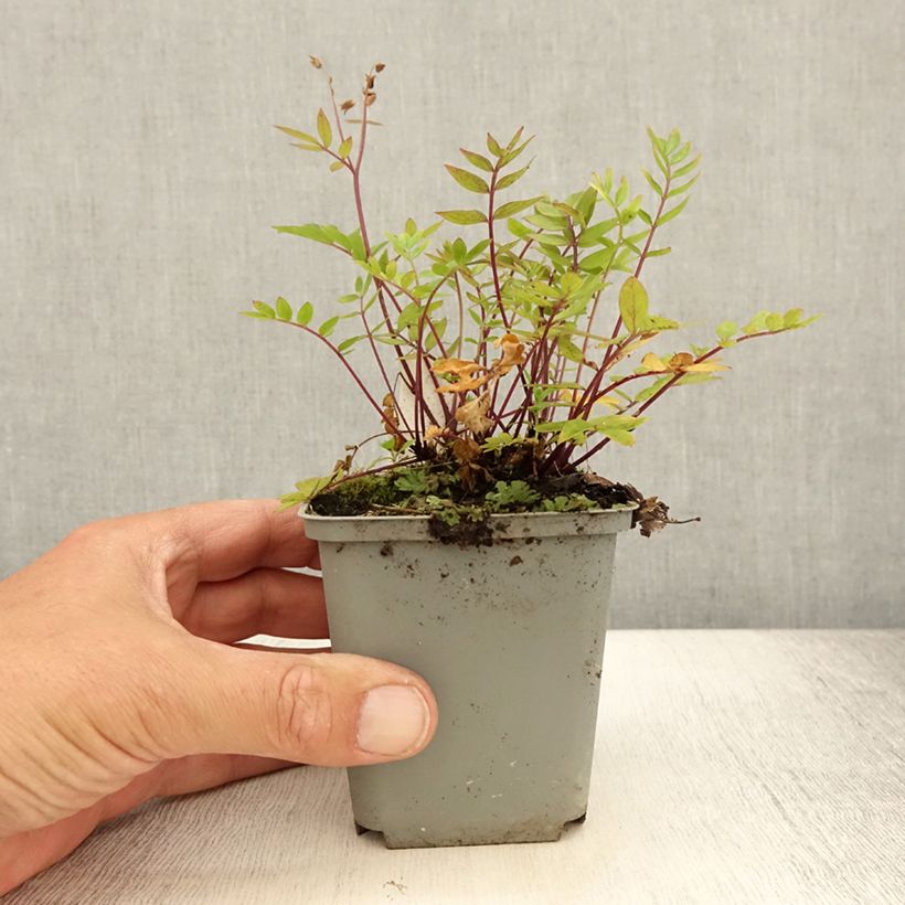Amostra de Polemonium caeruleum Lambrook Mauve Vaso de 8/9 cm tal como entregue no verão