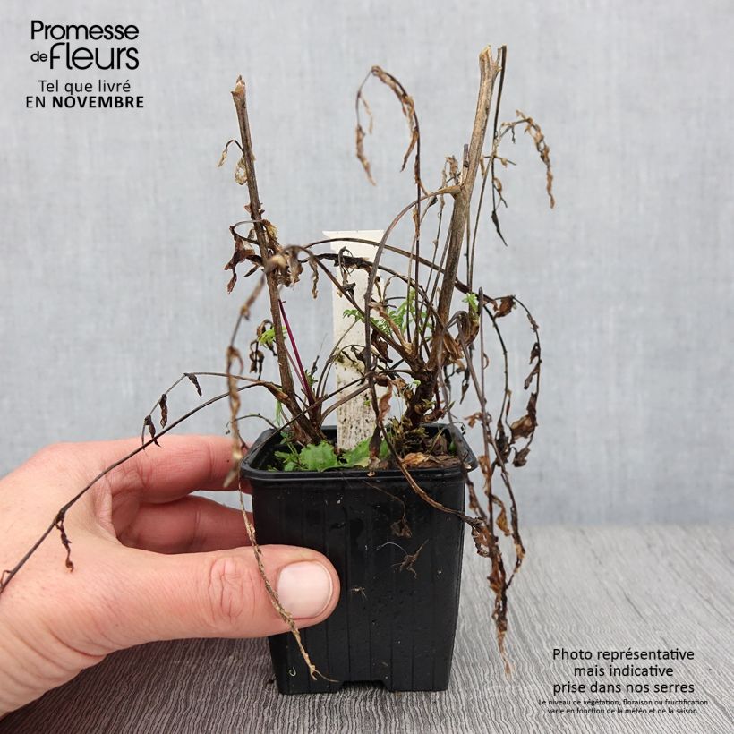 Amostra de Polemonium carneum Apricot Delight Vaso de 8/9 cm tal como entregue no outono