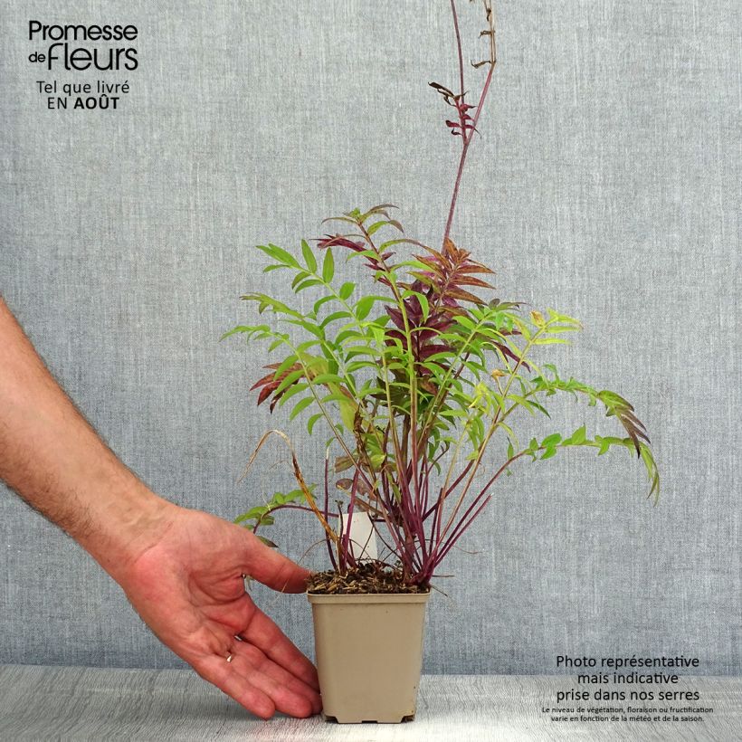 Amostra de Polemonium reptans × yezoense Heaven Scent Vaso de 8/9 cm tal como entregue no verão