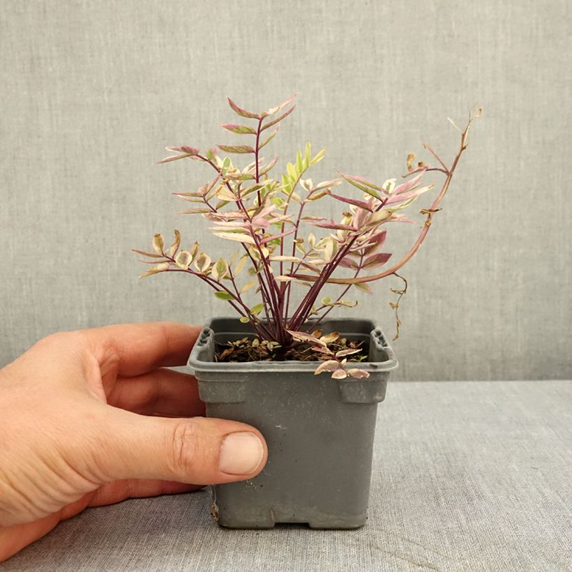 Amostra de Polemonium pulcherrimum Golden Feathers Vaso de 8/9 cm tal como entregue no verão