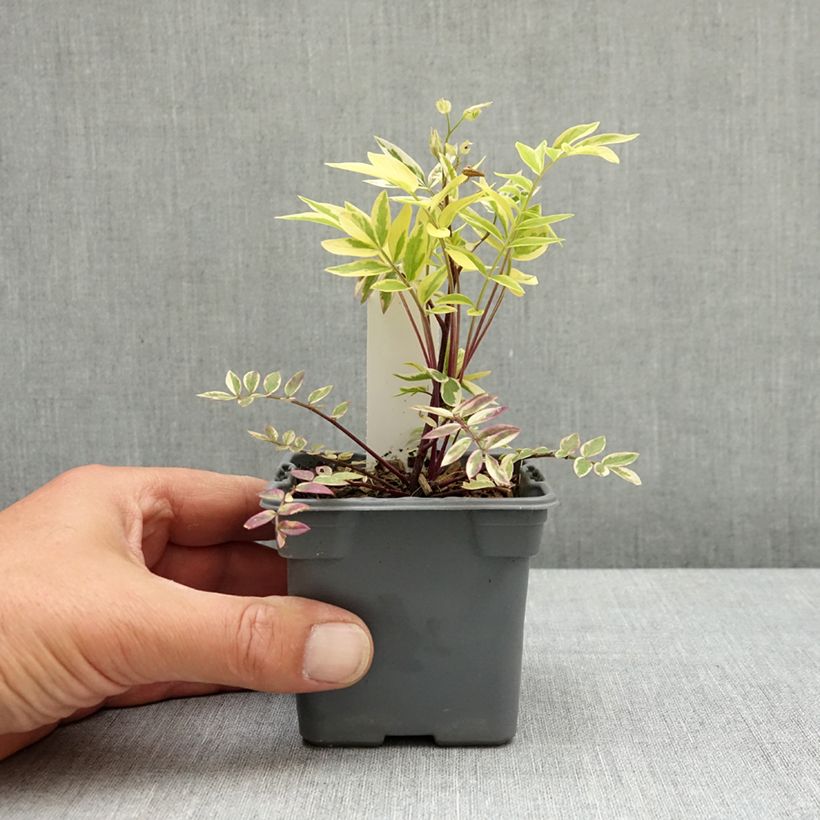 Amostra de Polemonium pulcherrimum Golden Feathers Vaso de 8/9 cm tal como entregue na primavera