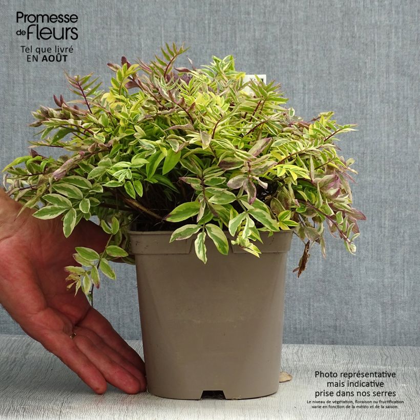 Amostra de Polemonium pulcherrimum Golden Feathers Vaso de 2 L/3 L tal como entregue no verão