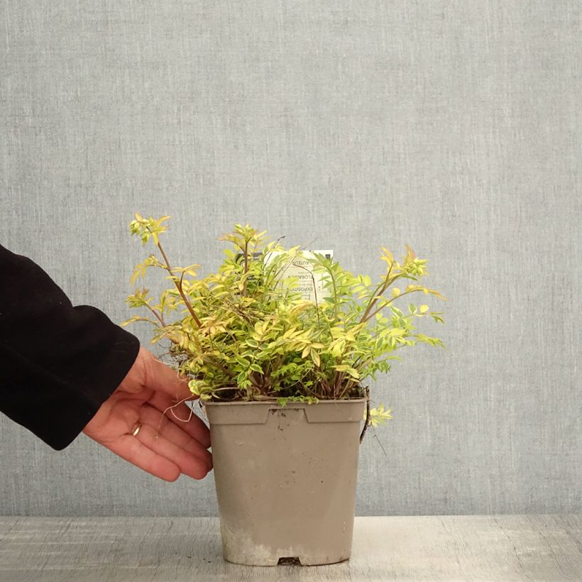 Amostra de Polemonium pulcherrimum Golden Feathers Vaso de 2 L/3 L tal como entregue na primavera