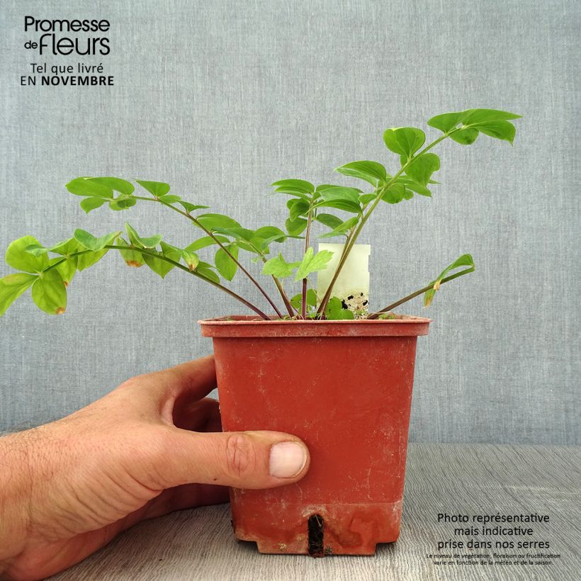 Amostra de Polemonium reptans Stairway to Heaven Vaso de 1 L/1,5 L tal como entregue no outono