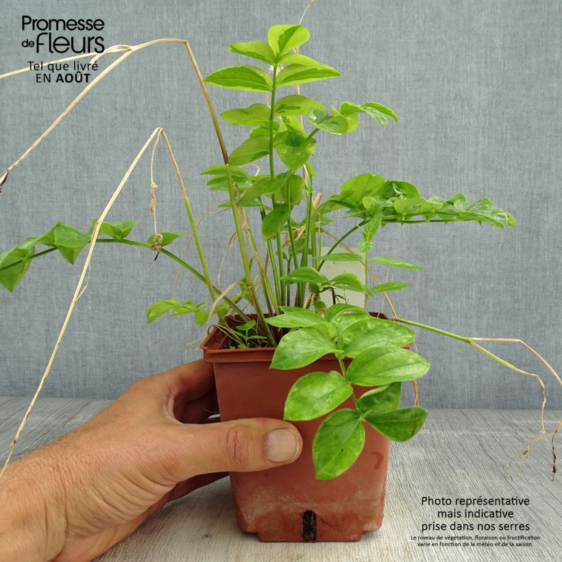 Amostra de Polemonium reptans Stairway to Heaven Vaso de 1 L/1,5 L tal como entregue no verão