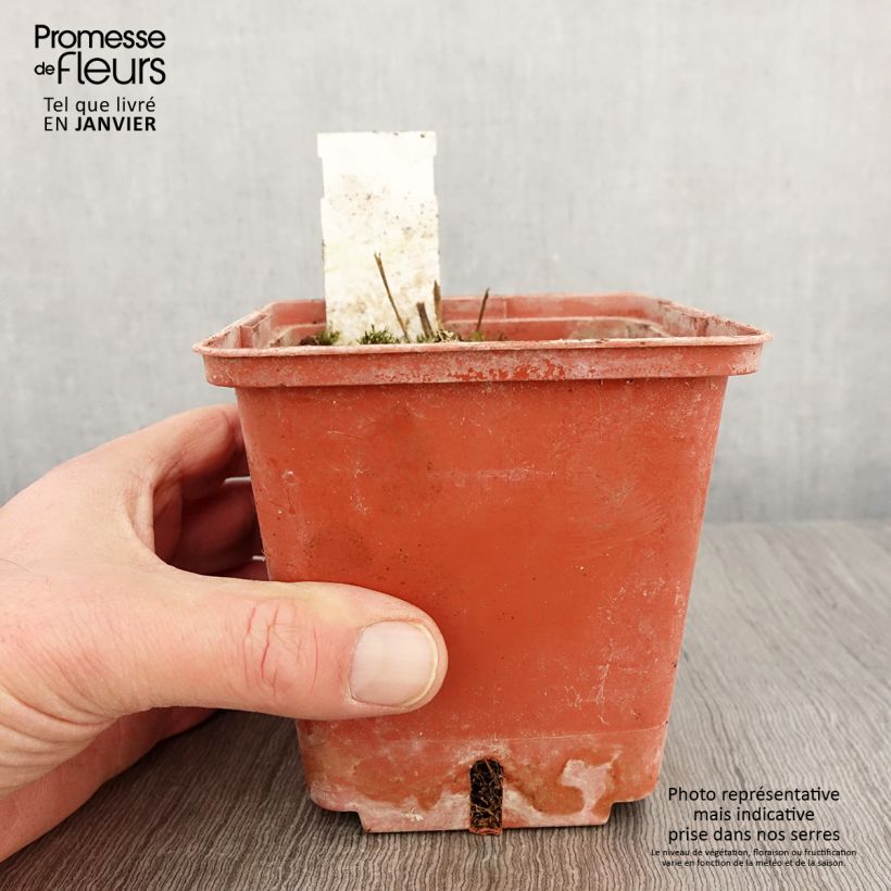 Amostra de Polemonium reptans Stairway to Heaven Vaso de 1 L/1,5 L tal como entregue no inverno