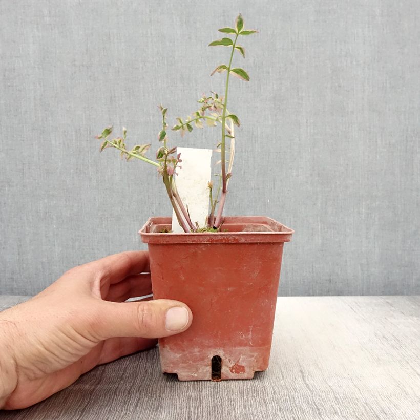 Amostra de Polemonium reptans Stairway to Heaven Vaso de 1 L/1,5 L tal como entregue na primavera