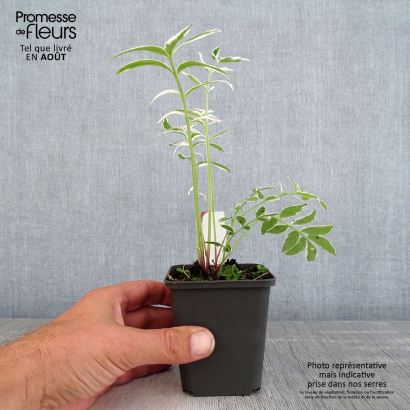 Amostra de Polemonium reptans Touch of Class Vaso de 8/9 cm tal como entregue no verão