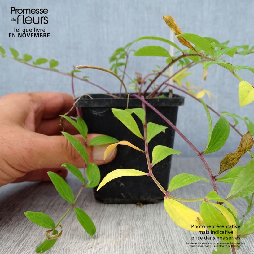 Amostra de Polemonium reptans Vaso de 8/9 cm tal como entregue no outono