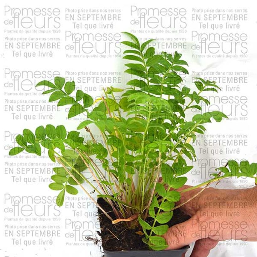 Exemplo de amostra de Polemonium Sonia's Bluebell - Valériane grecque Vaso de 8/9 cm tal como entregue