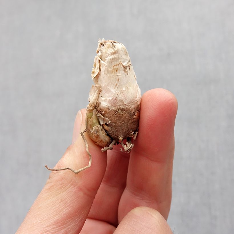 Amostra de Polianthes tuberosa Pink Sapphire - Tubéreuse   Bulbe Kaliber/Größe 10+ tal como entregue na primavera