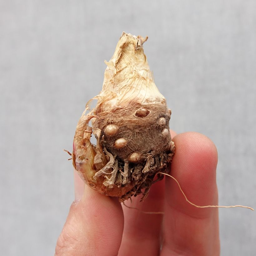 Amostra de Polianthes tuberosa Sensation - Tubéreuse   Bulbe Kaliber/Größe 10+ tal como entregue na primavera