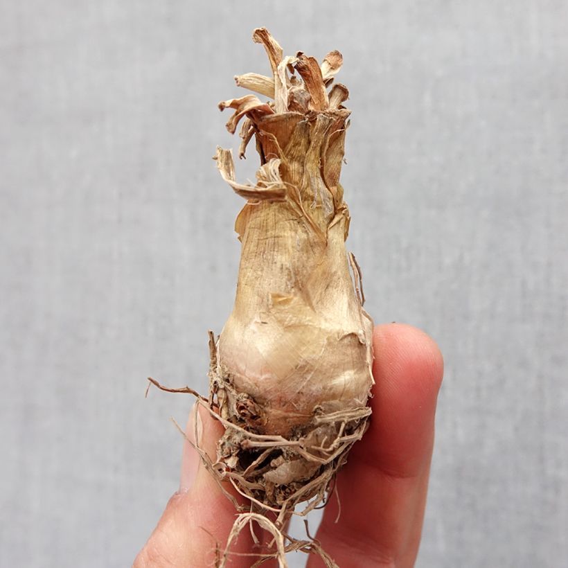 Amostra de Polianthes tuberosa The Pearl - Tubéreuse Blanche Double La perle Bulbo size 12+ tal como entregue na primavera