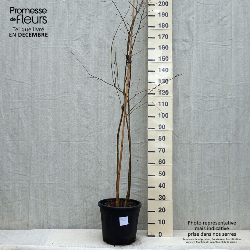 Amostra de Poliothyrsis sinensis - Arbre aux fleurs de perles Vaso de 20 L/25 L tal como entregue no inverno