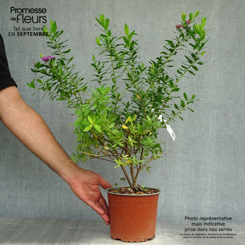 Amostra de Polygala myrtifolia Vaso de 2 L/3 L tal como entregue no outono