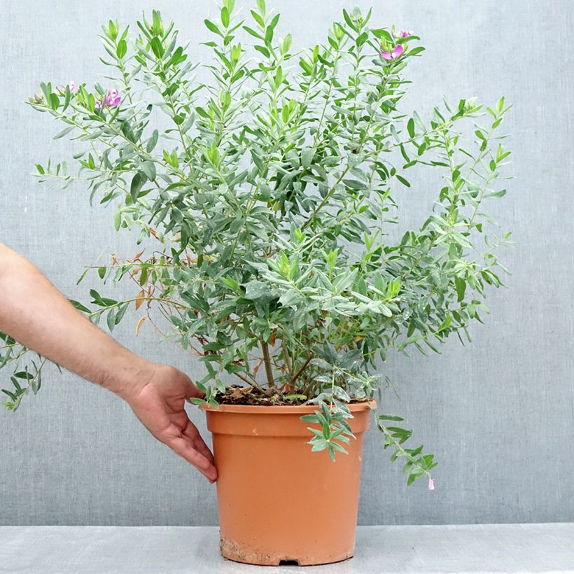 Amostra de Polygala myrtifolia Vaso de 7,5 L/10 L tal como entregue no verão