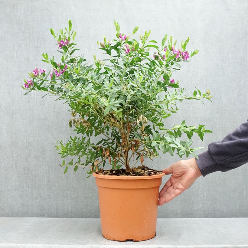 Amostra de Polygala myrtifolia - Polygale à feuilles de myrte Vaso de 7,5 L/10 L tal como entregue na primavera