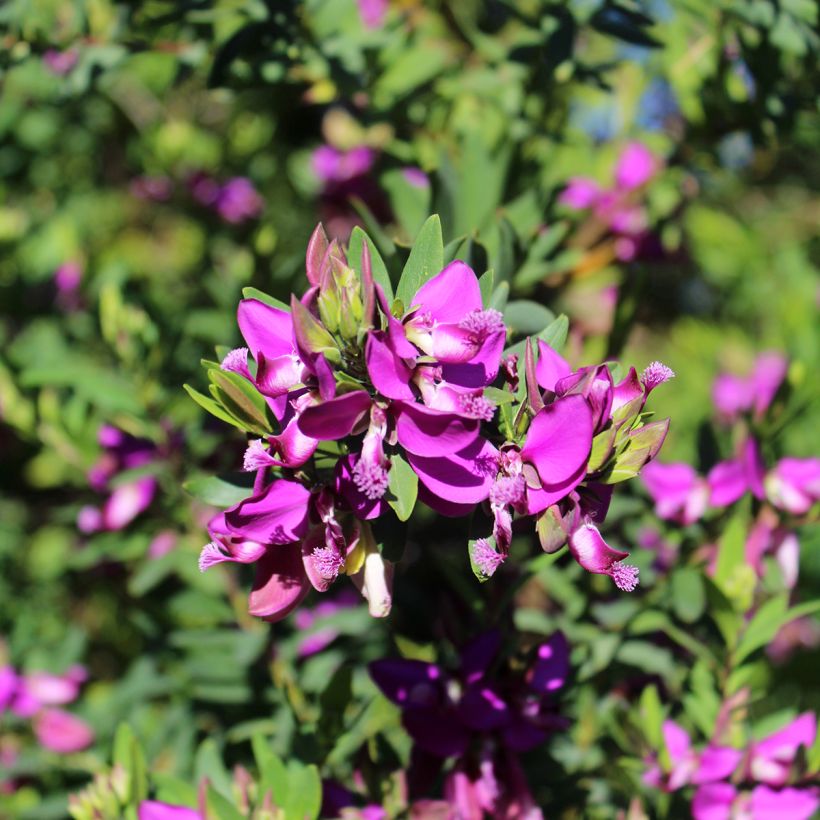 Polygala myrtifolia (Floração)