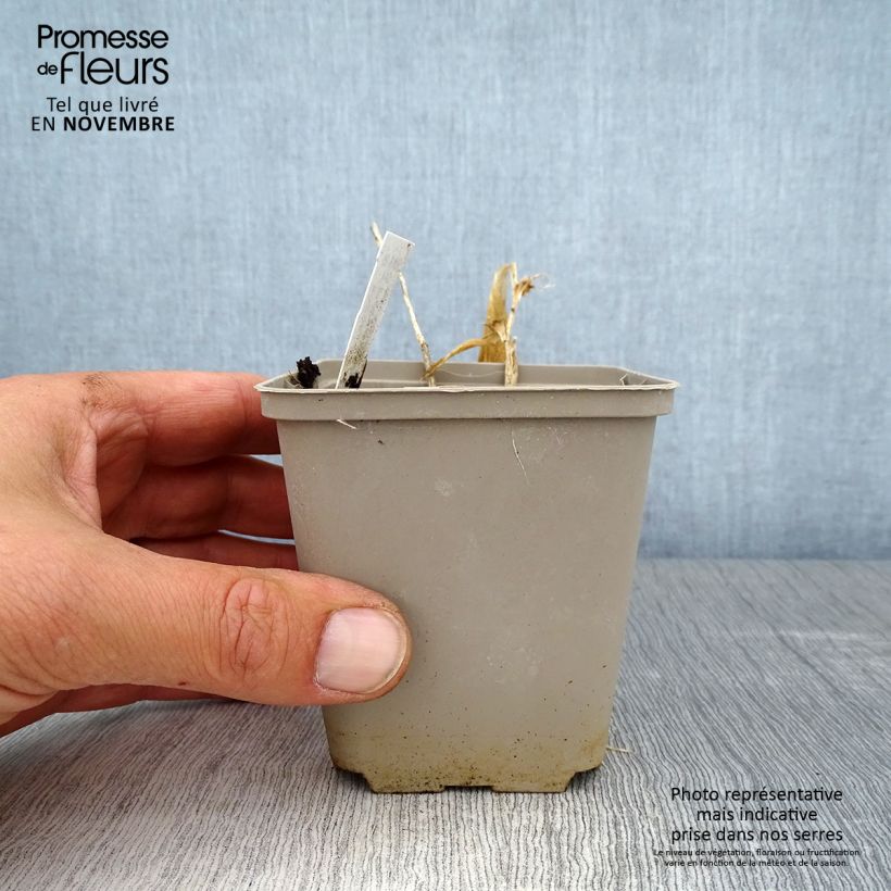 Amostra de Polygonatum humile Vaso de 8/9 cm tal como entregue no outono