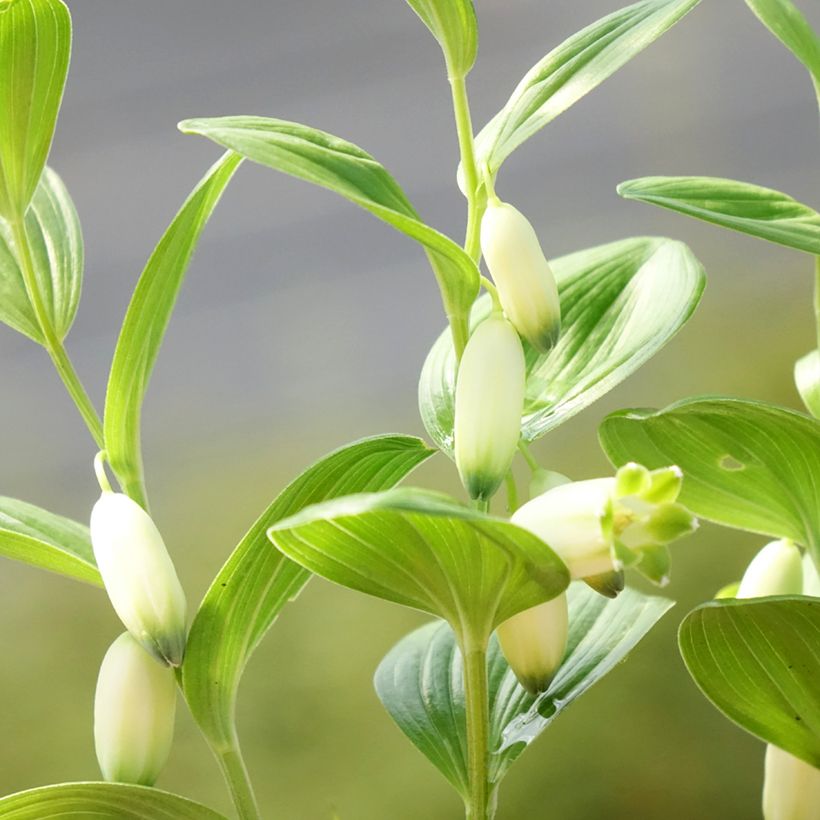 Polygonatum humile (Floração)