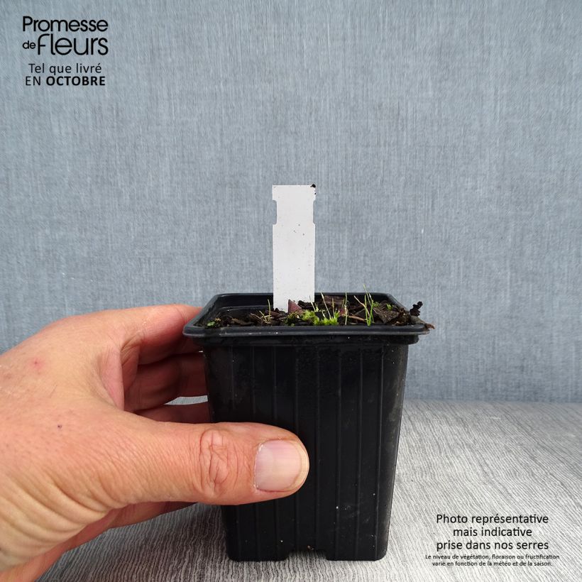 Amostra de Polygonatum Weihenstephan Vaso de 8/9 cm tal como entregue no outono