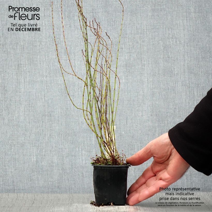 Amostra de Polygonum scoparium Vaso de 8/9 cm tal como entregue no outono