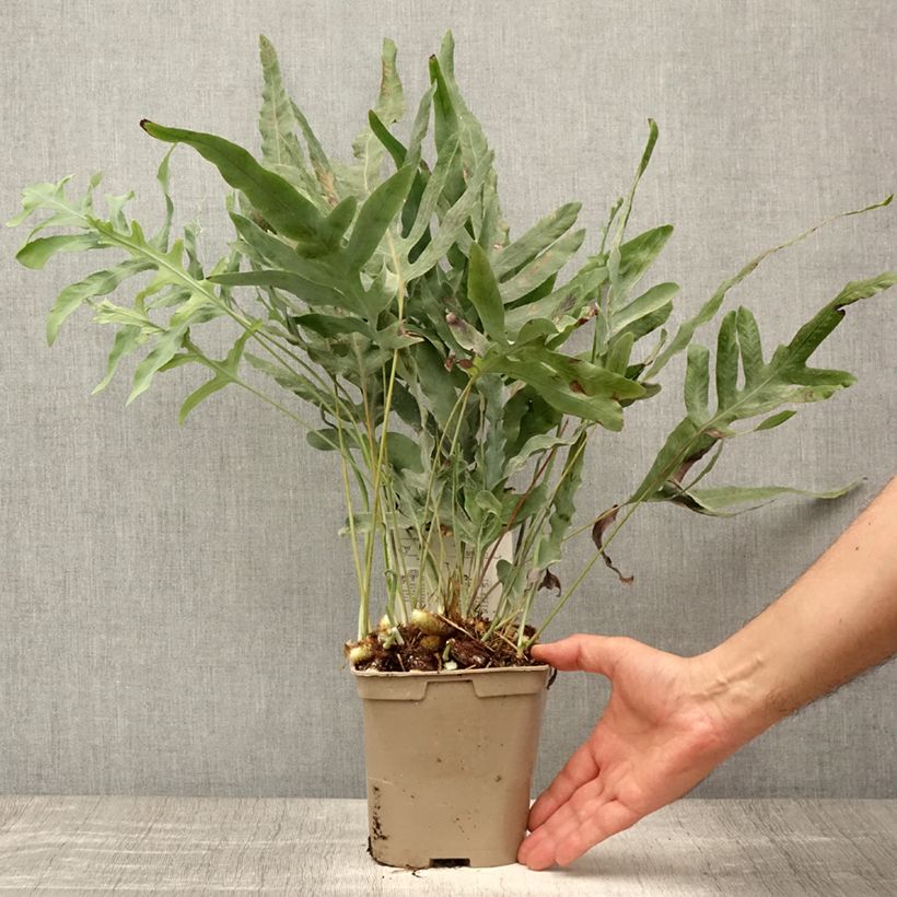 Amostra de Phlebodium (Polypodium) pseudoaureum Vaso de 2 L/3 L tal como entregue no verão