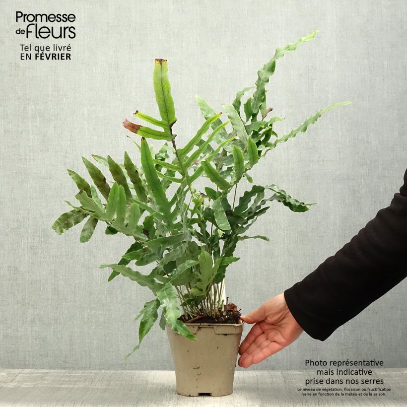 Amostra de Polypodium ou Phlebodium pseudoaureum - Fougère bleue de Virginie Pot de 2L/3L tal como entregue no inverno