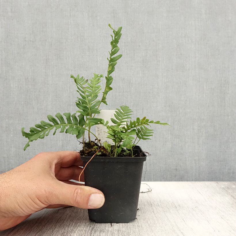Amostra de Polypodium vulgare Bifido Multifidum Vaso de 8/9 cm tal como entregue no outono