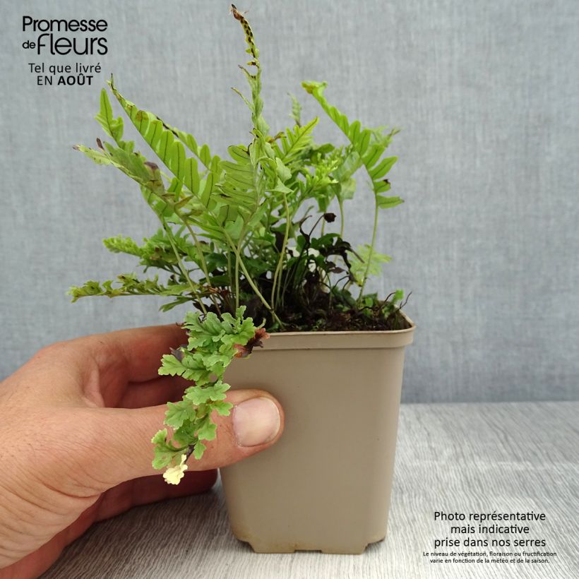 Amostra de Polypodium vulgare Bifido Multifidum Vaso de 8/9 cm tal como entregue no verão