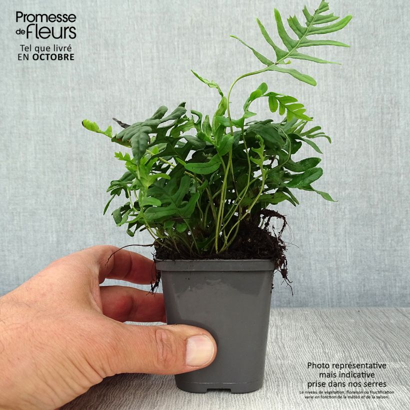 Amostra de Polypodium vulgare Vaso de 8/9 cm tal como entregue no outono