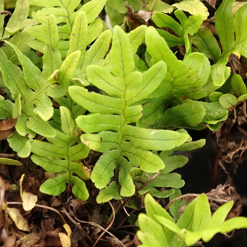 Polypodium cambricum Whitley Giant (Folhagem)