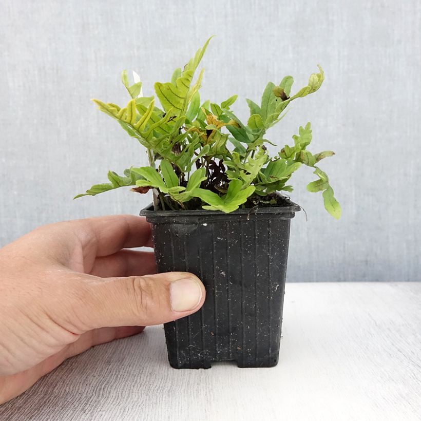 Amostra de Polypodium cambricum Whitley Giant Vaso de 8/9 cm tal como entregue no verão