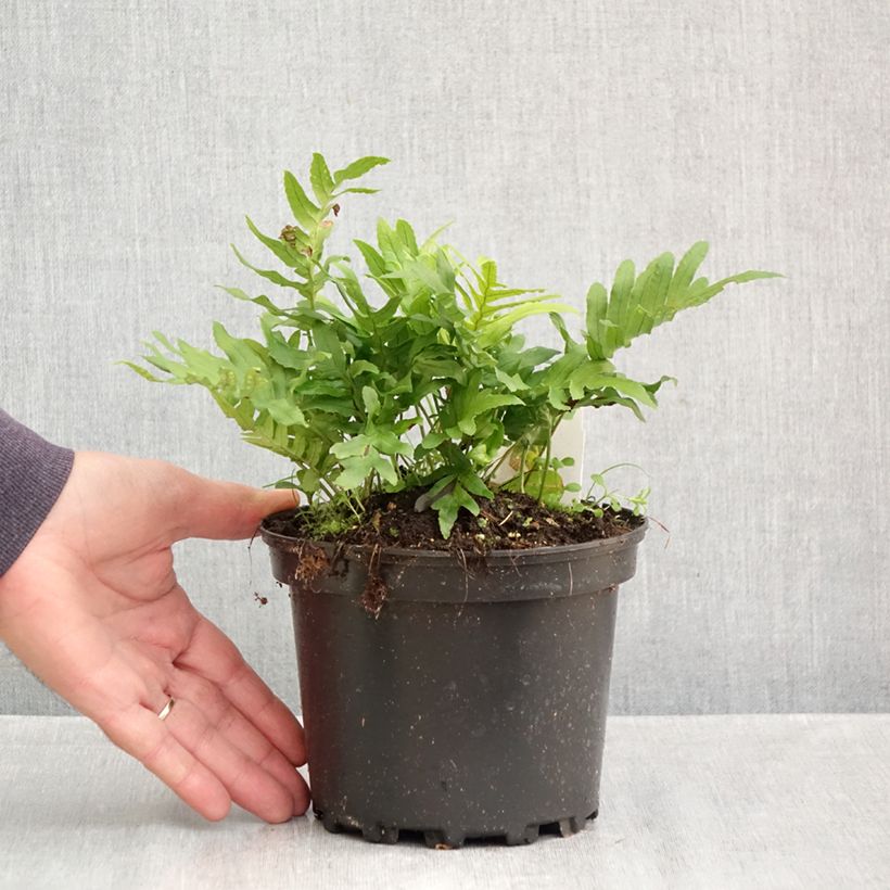Amostra de Polypodium cambricum Whitley Giant Vaso de 2 L/3 L tal como entregue no outono