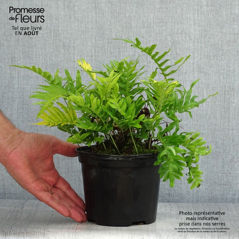 Amostra de Polypodium cambricum Whitley Giant Vaso de 2 L/3 L tal como entregue no verão