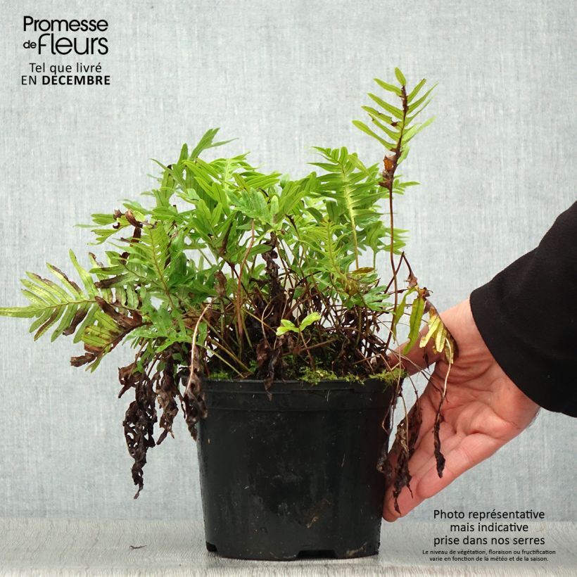 Amostra de Polypodium cambricum Whitley Giant Vaso de 2 L/3 L tal como entregue no inverno