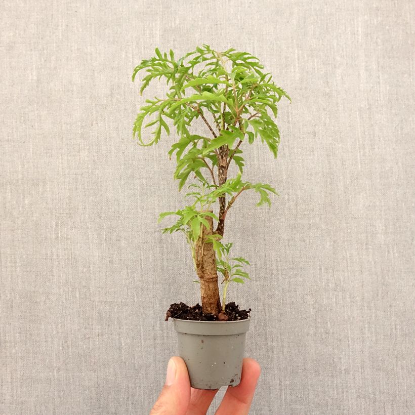 Amostra de Polyscias filicifolia - Faux-aralia à feuilles de fougère Mini-plante tal como entregue na primavera