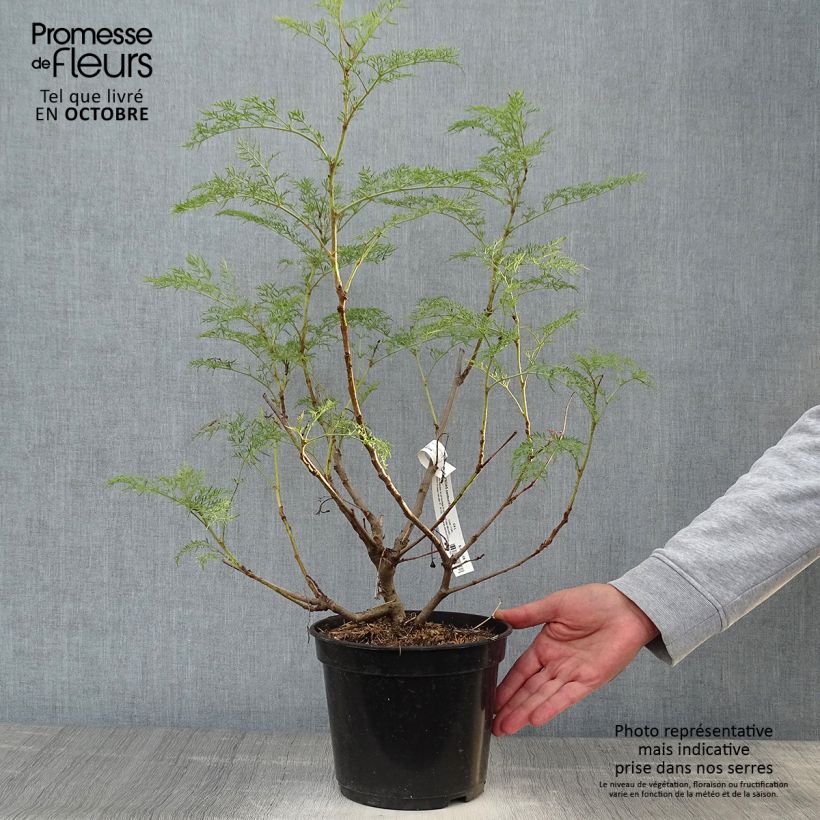 Amostra de Polyscias sambucifolia - Sureau panax Pot de 4L/5L tal como entregue no outono
