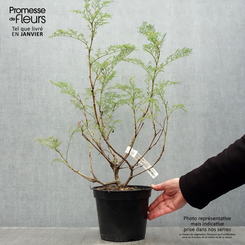 Amostra de Polyscias sambucifolia - Sureau panax Vaso de 4 L/5 L tal como entregue no inverno