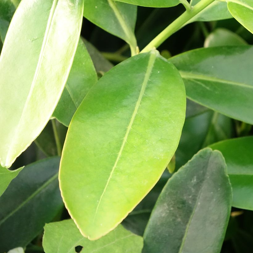 Polyspora axillaris (Folhagem)
