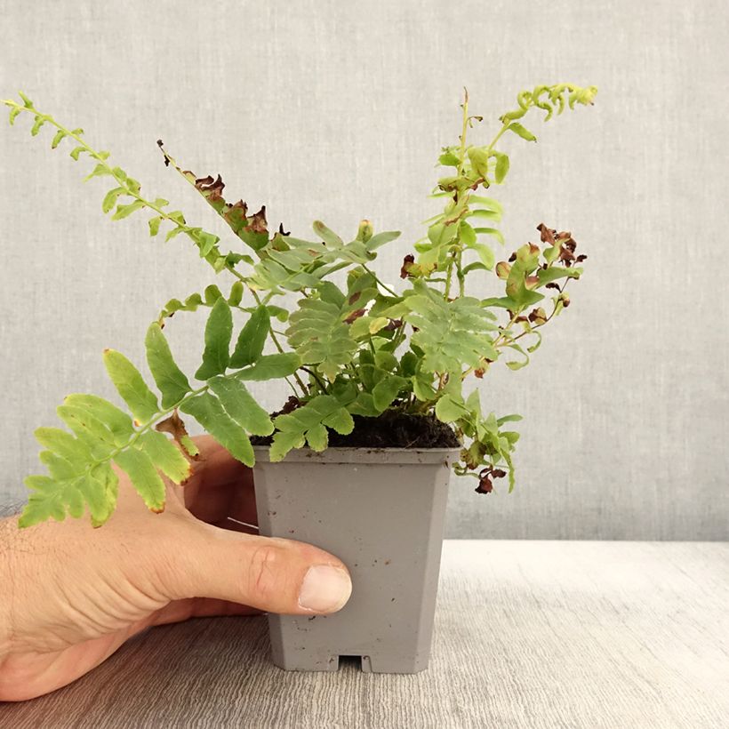 Amostra de Polystichum acrostichoides Vaso de 8/9 cm tal como entregue no outono