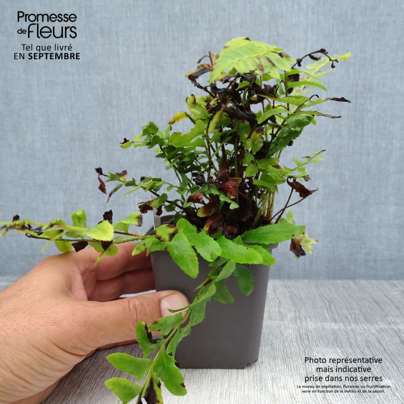 Amostra de Polystichum acrostichoides Vaso de 8/9 cm tal como entregue no verão