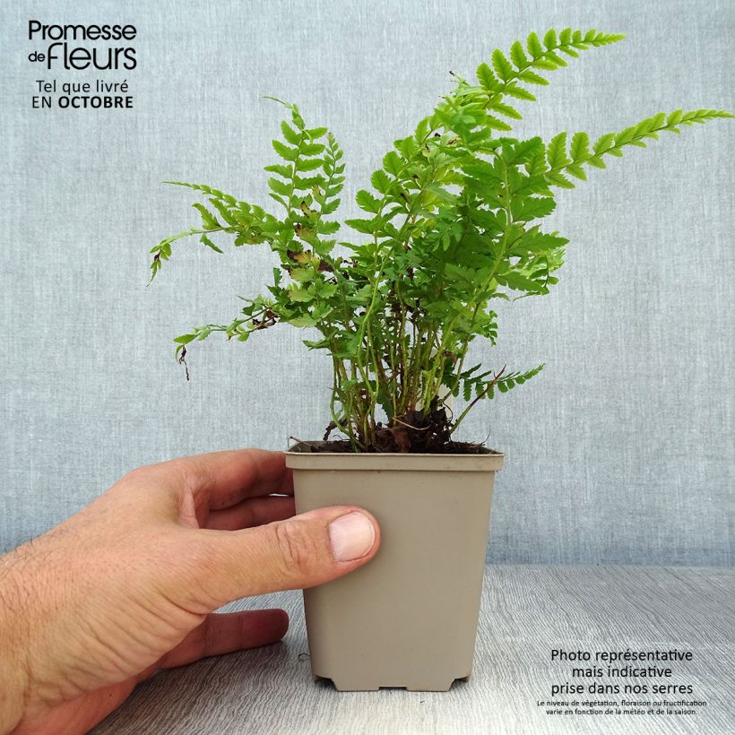 Amostra de Polystichum aculeatum Vaso de 8/9 cm tal como entregue no outono