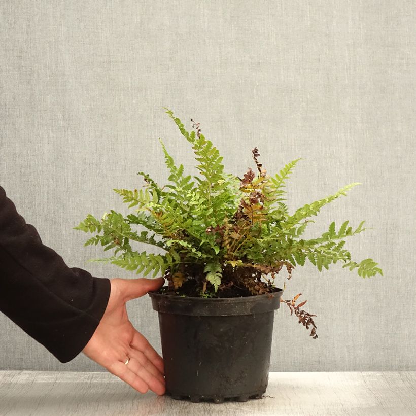 Amostra de Polystichum aculeatum Vaso de 2 L/3 L tal como entregue no outono