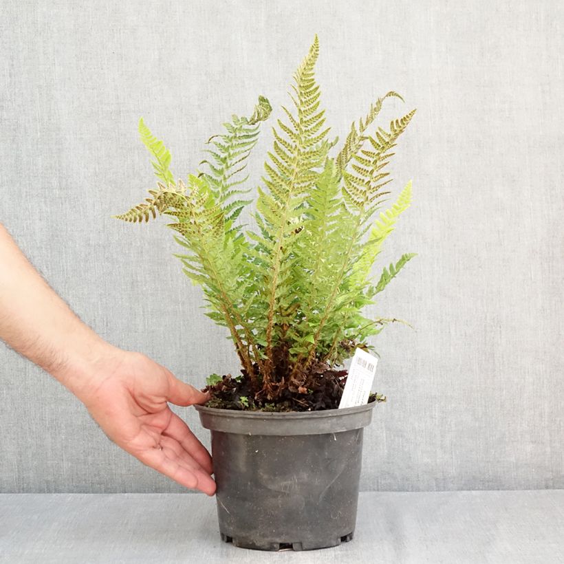 Amostra de Polystichum aculeatum Vaso de 2 L/3 L tal como entregue no verão