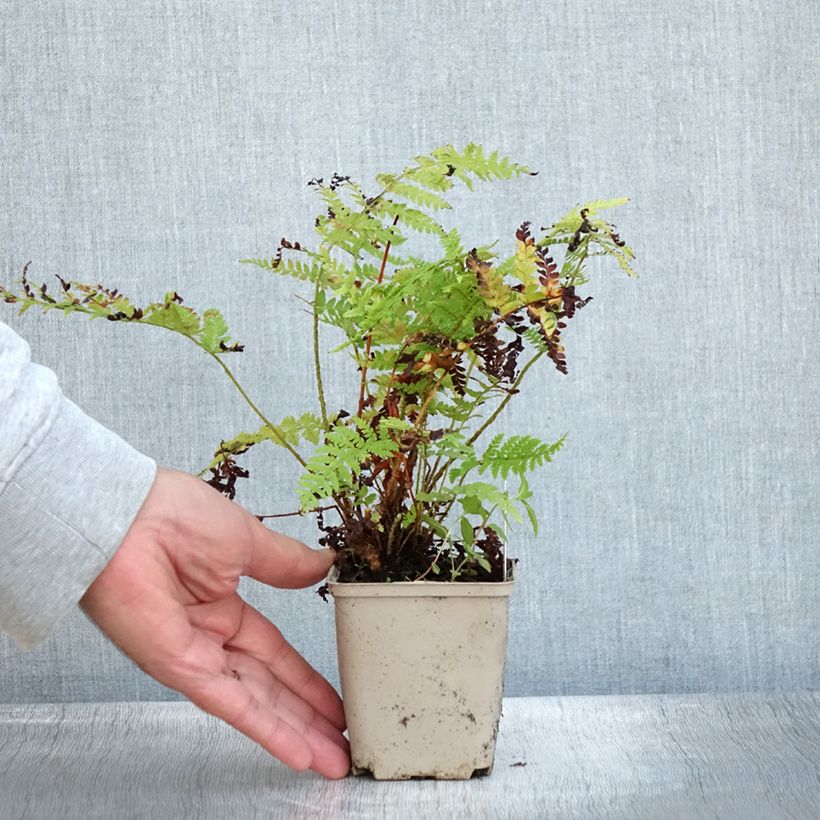 Amostra de Polystichum braunii Vaso de 8/9 cm tal como entregue no outono