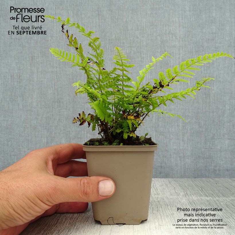 Amostra de Polystichum braunii Vaso de 8/9 cm tal como entregue no verão